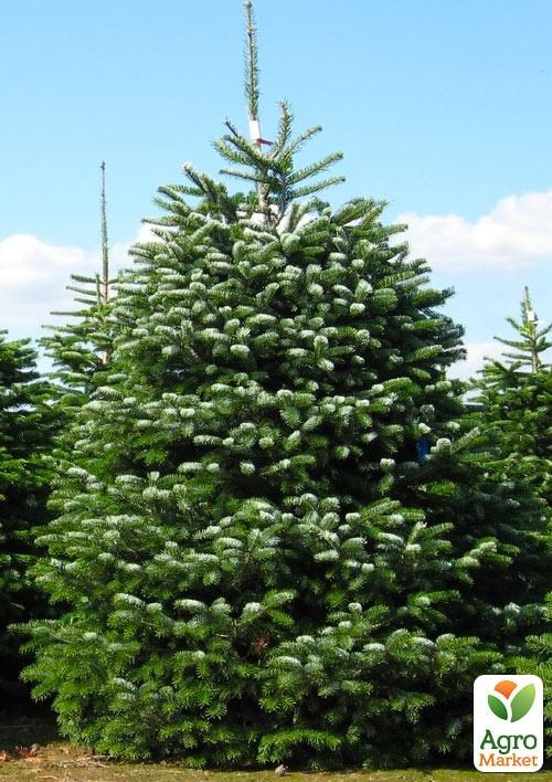 

Пихта Кавказская 5-и летняя (Abies nordmanniana) высота 40-50 см