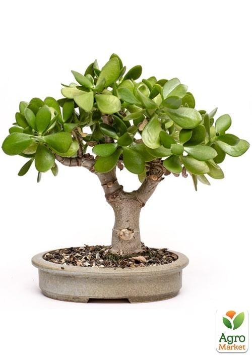 

Бонсай "Crassula"