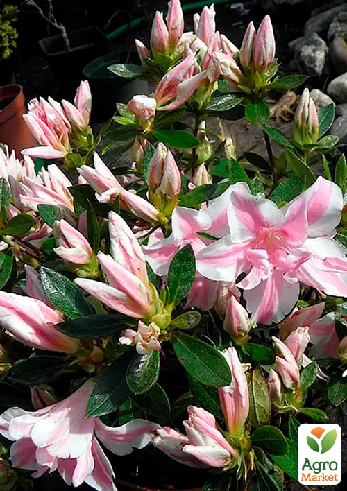 

Азалия Японская Мелли (Azalea japonica Melle)