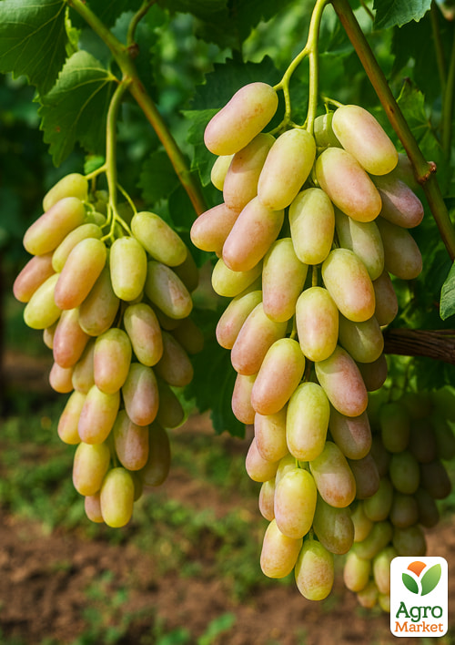 

Виноград Кетмон Сапи (ранне-средний срок созревания, крупный, обоеполый)