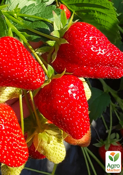 

Полуниця Мурано (Murano) 5шт (найсмачніший з цитрусовою ноткою, ремонтантний, великоплідний сорт)