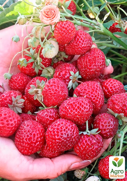 

Гибрид клубники и малины Веденсвилл 7 укорененная в контейнере Р-9