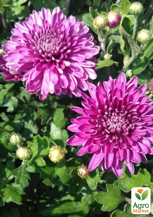 

Хризантема мультифлора шарообразная Diva Violet