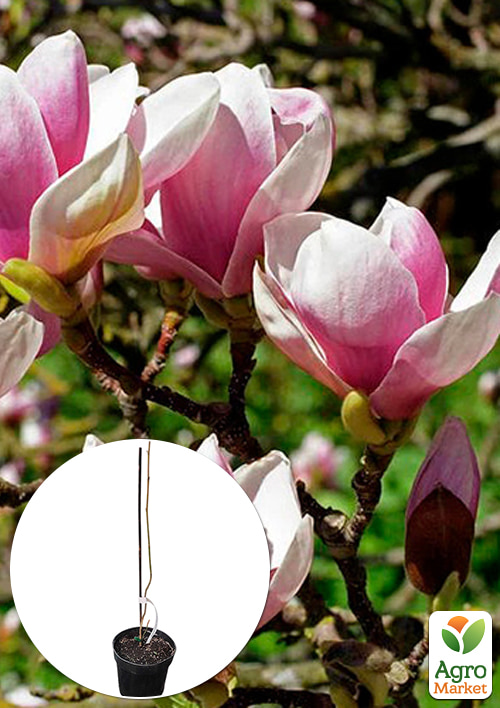 

Магнолия 2-х летняя гибридная Alexandrina (высота 30-40см)