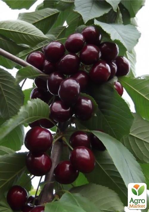 

Черешня Улюблениця Туровцева (літній сорт, ранній термін дозрівання)