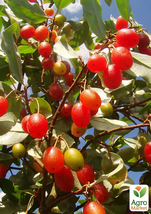 

Гумі серебристолистий Червоні перли (Red pearl)