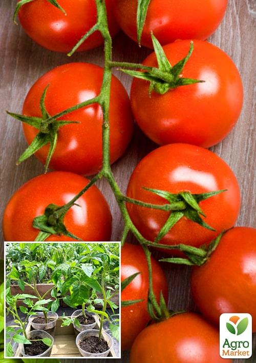 

Розсада Томат «Санька» (фермерське вирощування), 1шт в упаковці