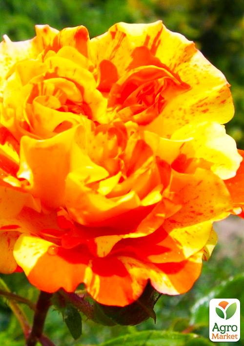 

Роза мелкоцветковая (спрей) Оранж Интуишн (Оранж Интуишин) (саженец класса АА+) высший сорт