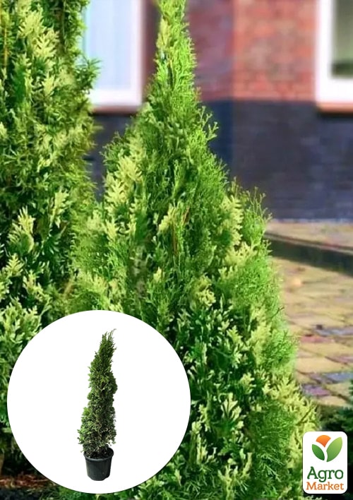 

Туя западная Smaragd Variegata (ком/сетка) высота 120-140 см