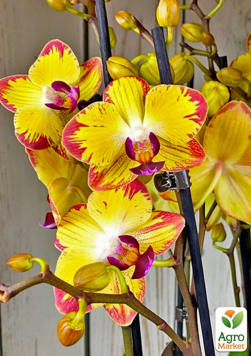 Орхидея (Phalaenopsis) "Papagayo" 1 саженец в упаковке Нидерланды