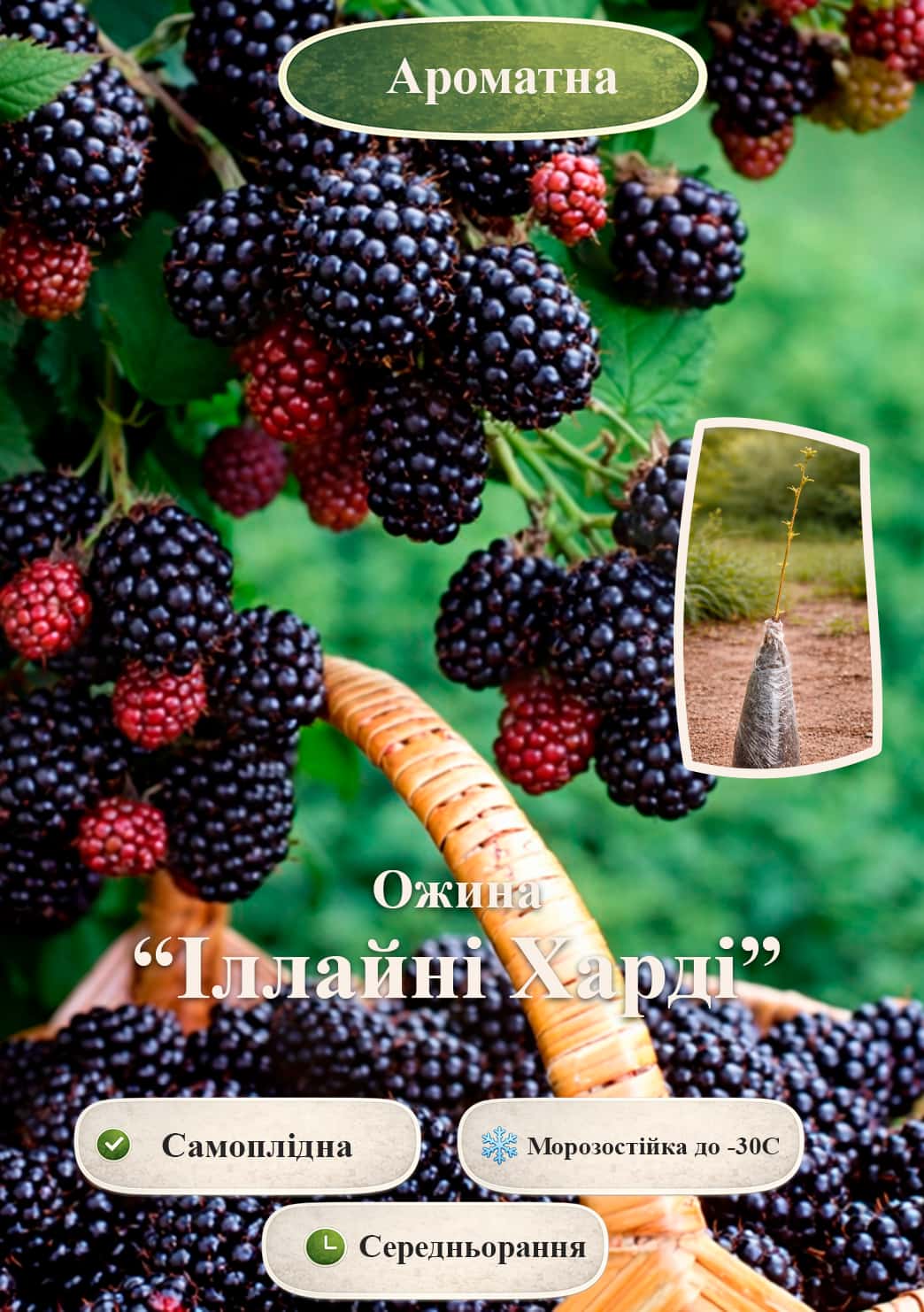 

Эксклюзив! Ежевика Illini Hardy (Иллайни Харди) (среднеранний срок созревания, крупноплодный сорт)