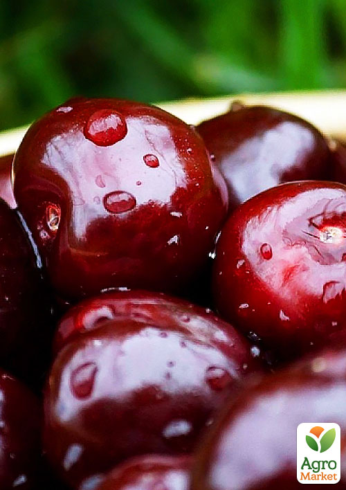 

Черешня чешської селекції Тамара (літній сорт, пізній термін дозрівання)