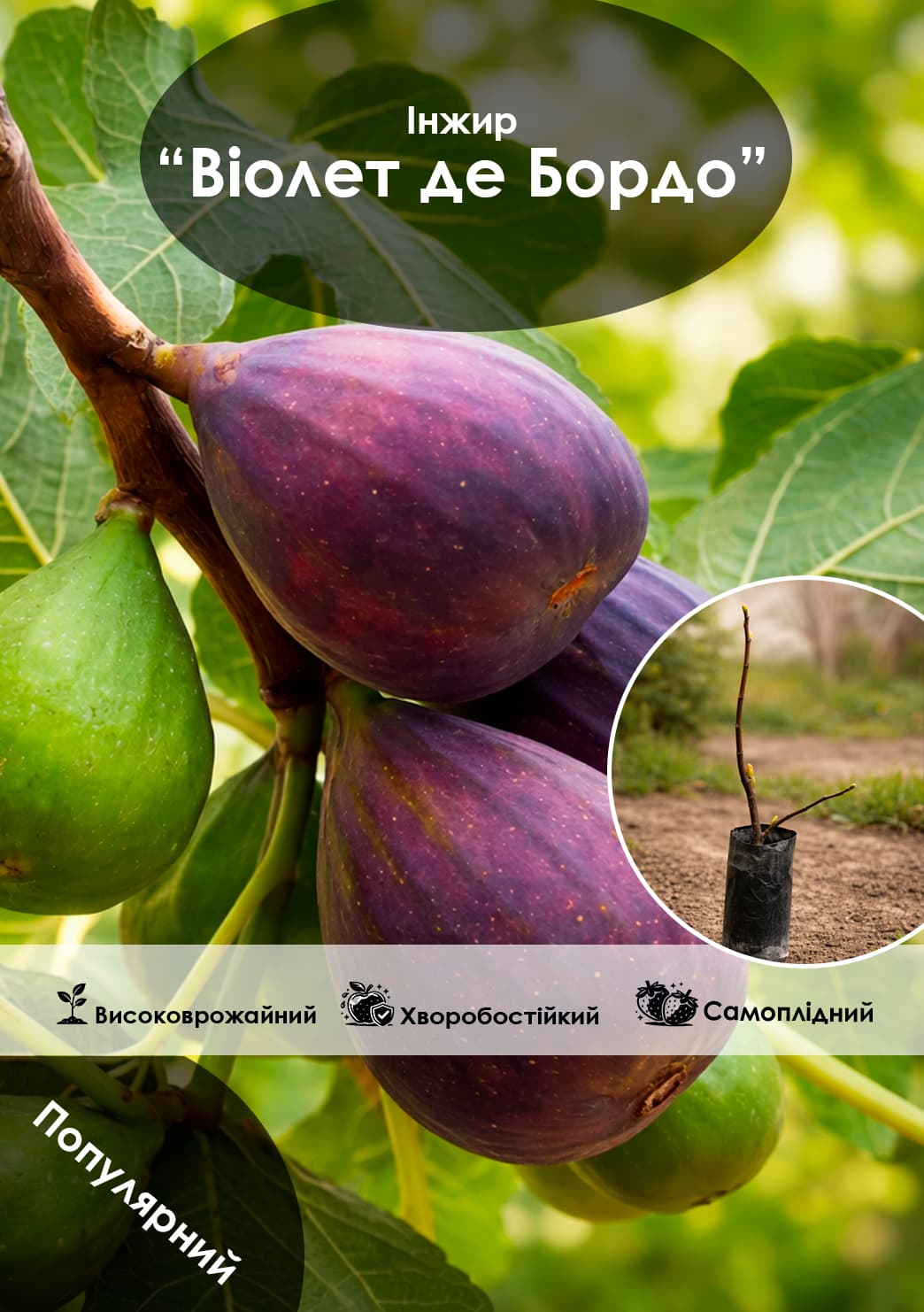 

Ексклюзив! Інжир темно-фіолетовий Віолет де Бордо (Violette de Bordeaux) (преміальний, самозапильний, ремонтантний сорт)