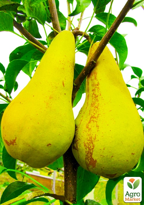 

Груша Конкорд (зимовий сорт, середній термін дозрівання)