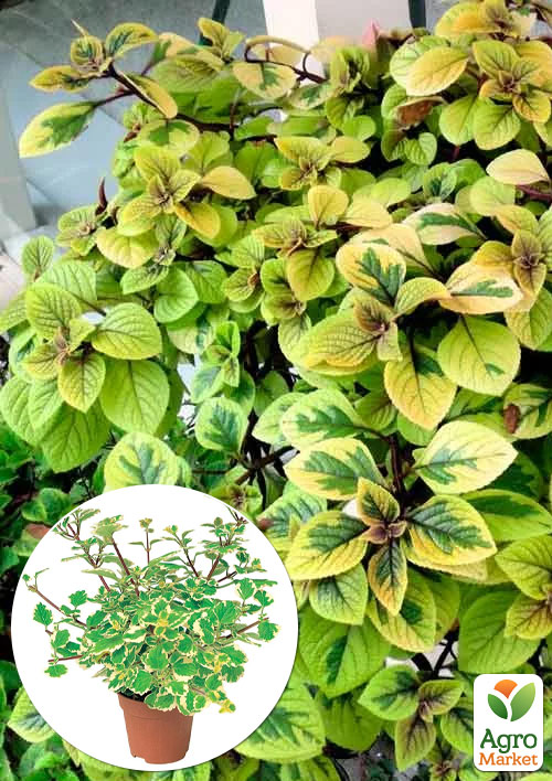 

Плектрантус Golden Beauty (в'юнка багаторічна рослина, С1,5)