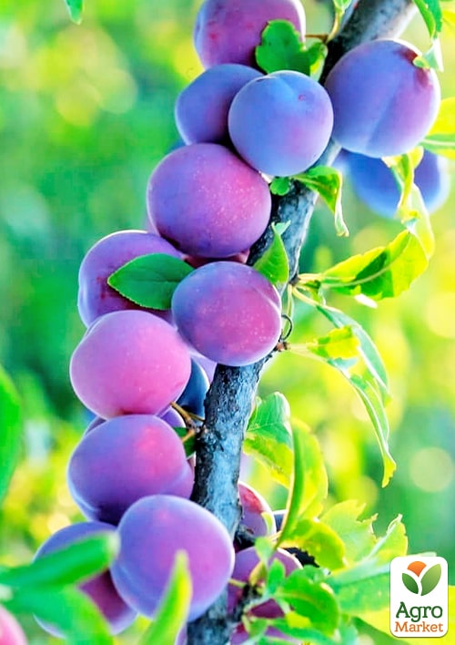 

Слива Валор (осінній сорт, пізній термін дозрівання)