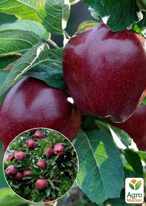 

Эксклюзив! Яблоня красная Голубка (Dove) (премиальный крупноплодный сорт, поздний срок созревания)