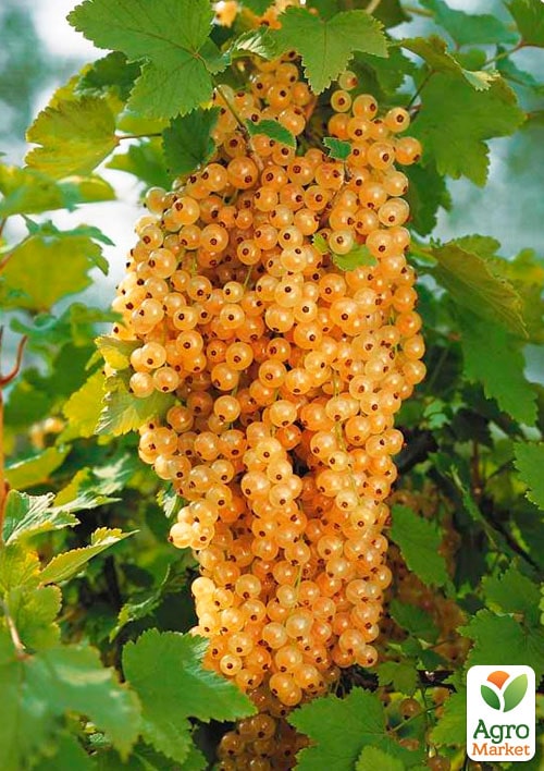 

Порічка (смородина) на штамбі золотиста Сонечко (середньо-раннього терміну дозрівання)