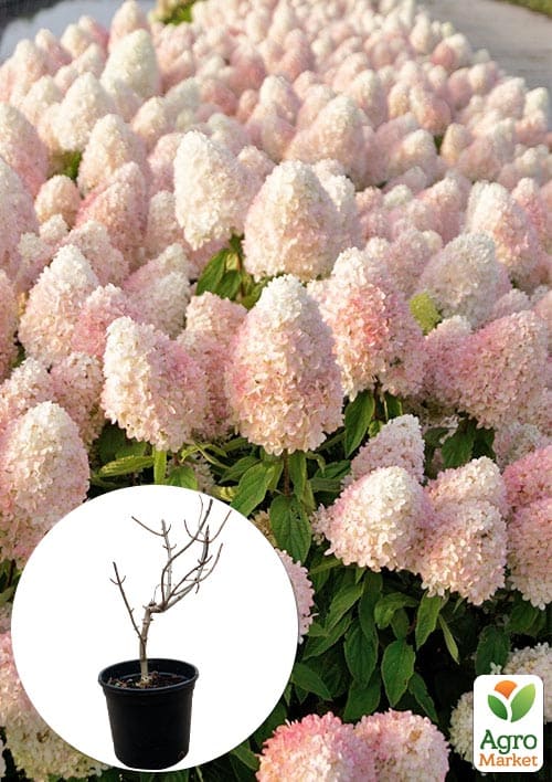 

Гортензия метельчатая 2-х летняя Magical Sweet Summer высота саженца 20-30см