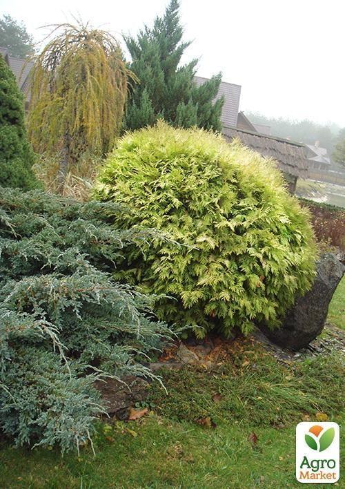

Туя западная Globosa Aurea (контейнер Р9, высота 10-12 см)