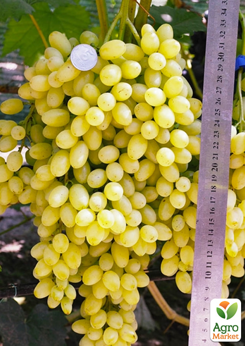 

Виноград Лорус (кишмиш раннього терміну дозрівання)