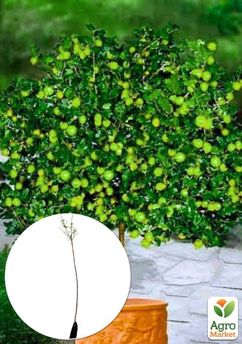 

Агрус на штамбі Інвікта (Invicta) (середнього терміну дозрівання, великоплідний сорт)