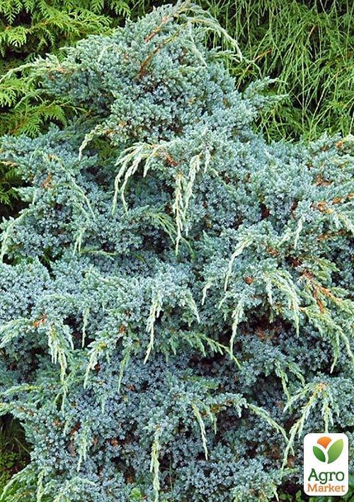 

Можжевельник китайский Блю Альпс (Blue Alps) горшок P9