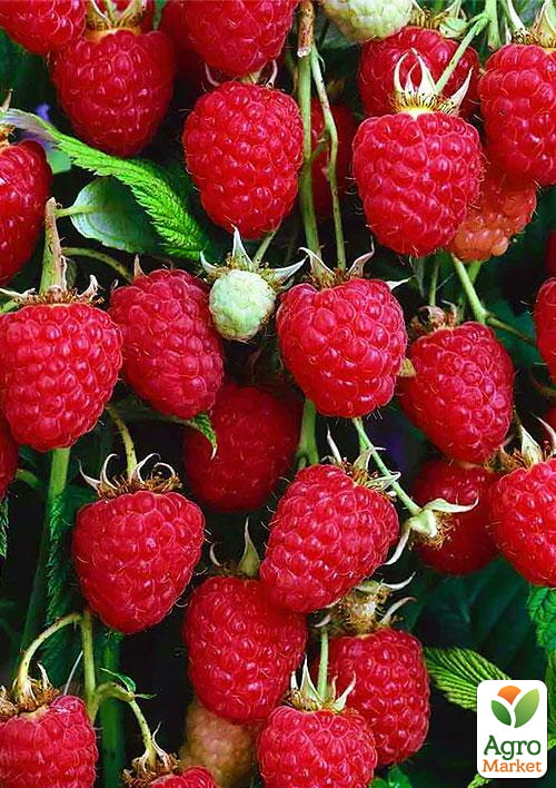 

Малина Malling Promise (середній термін дозрівання) 1-річний саджанець