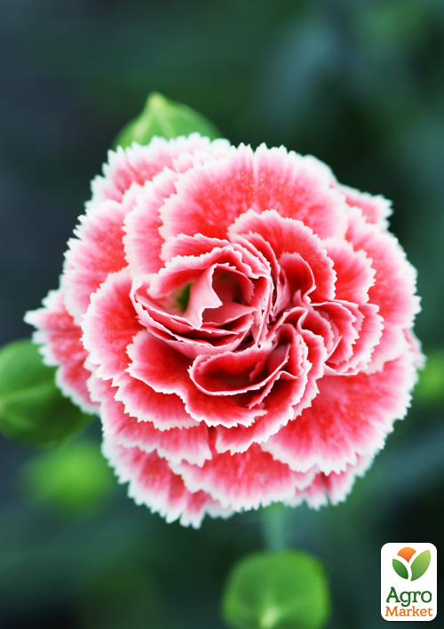 

Гвоздика Махрова Scent First Coral Rif