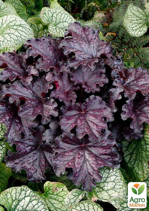 

Гейхера (Heuchera) Forever Midnight