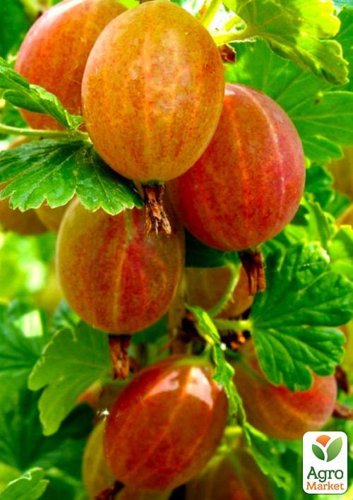 

Агрус Сварог (середнього терміну дозрівання, високоврожайний сорт)