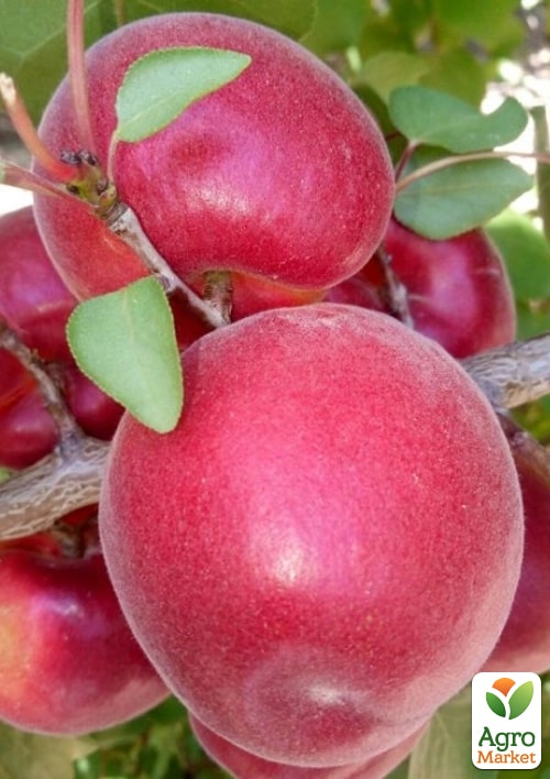 

Абрикос Фуэго (крупноплодный, ранний срок созревания)