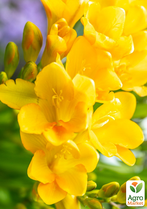 

Фрезия простая Yellow 5шт в упаковке