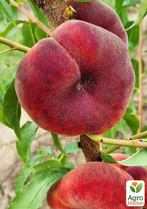 

Інжирний персик Плейн Стар (інжирний, середньо-пізній термін дозрівання)