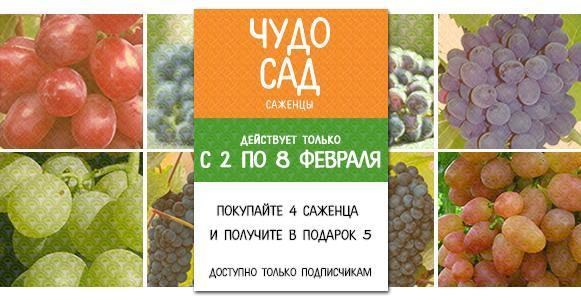 Покупайте 4 саженца и получайте 5 в подарок! Покупайте 4 саженца и получайте 5 в подарок!