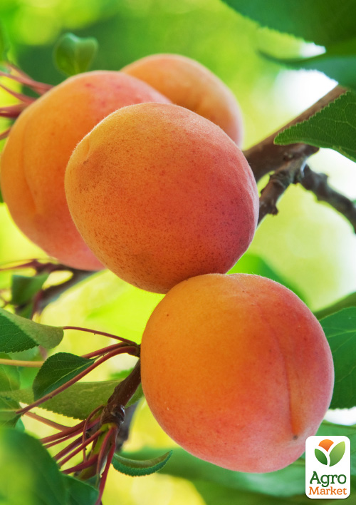 

Абрикос Червонощокий (літній сорт, ранній термін дозрівання)