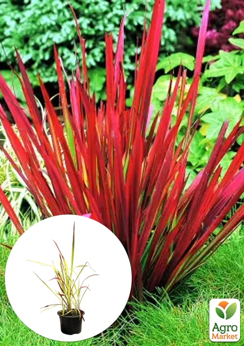 

Імперата циліндрична Red Baron вазон С2