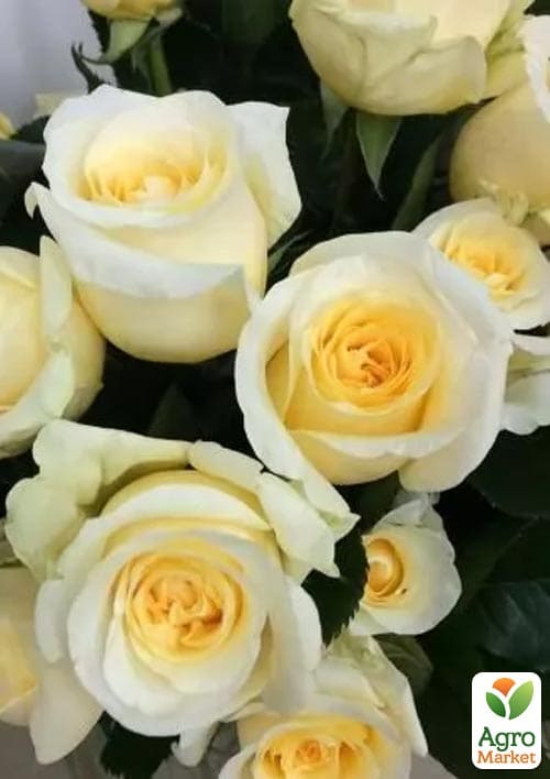 

Троянда дрібноквіткова (спрей) Creme de la Creme (саджанець класу АА+) вищий сорт