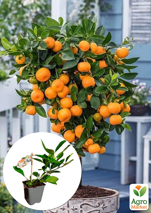 

LMTD Каламондин Цитрофортунелла мікрокарпа (рослина 2 роки) висота 20-30см