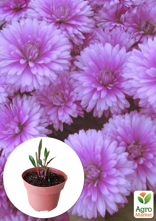

Айстра ново-бельгійська Fun Pink Dark (С1,5 висота 20-30см)