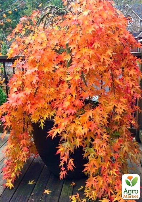

Клен пальмолистий 4-річний Orange Dream (120-150см)