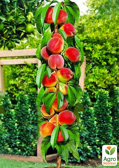 

Персик колоновидний Штайнберг (середній термін дозрівання, пірамідальний) NEW