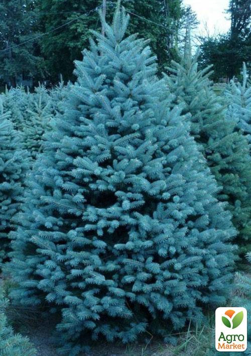 

Эксклюзив! Ель голубая Топаз (Topaz) (премиальный высокодекоративный сорт, горшок P9)