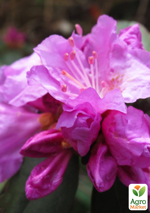 

Азалія Японська «Еліт»