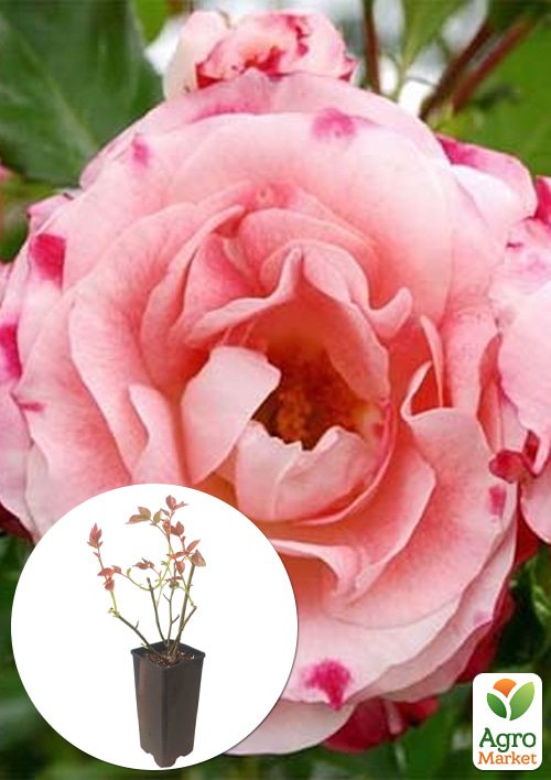 

Роза шраб Rosenstadt Freising в контейнере, высший сорт