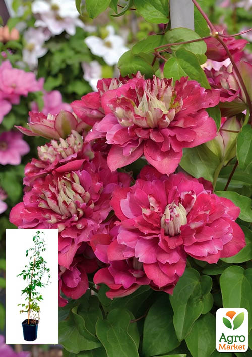 

Клематис 2-річний Hot Kisses С2