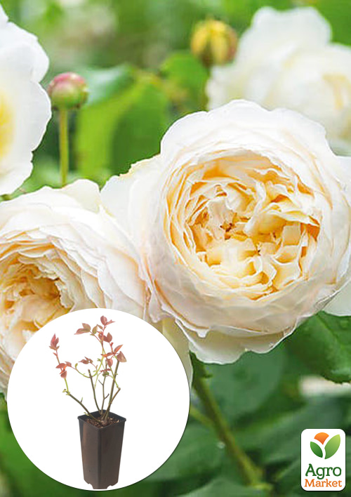 

Роза шраб Claire Austin в контейнере, высший сорт