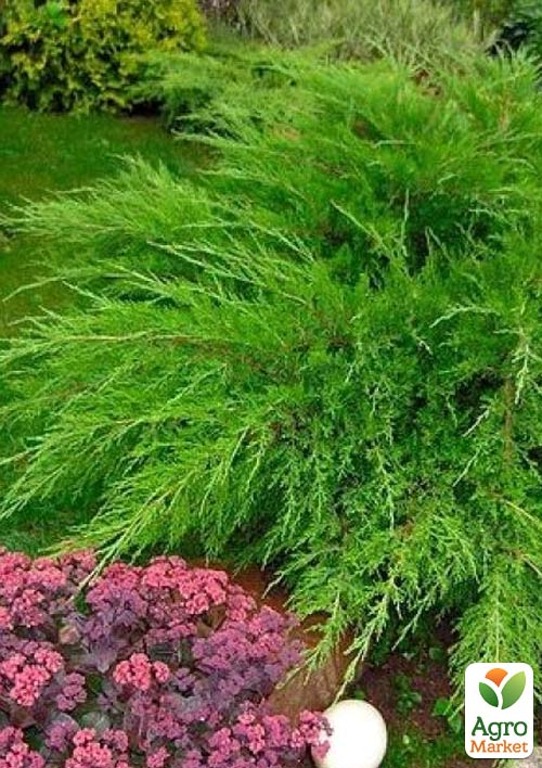 

Ялівець середній Mint Julep (контейнер Р9, висота 10-12 см)