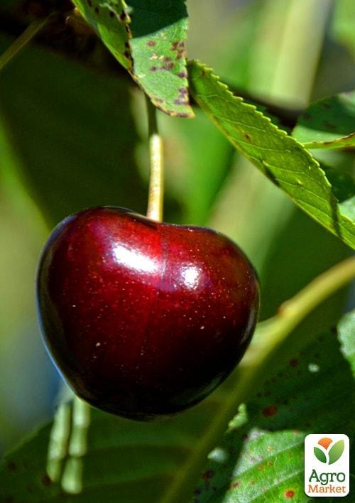 

Черешня Регіна (літній сорт, пізній термін дозрівання)