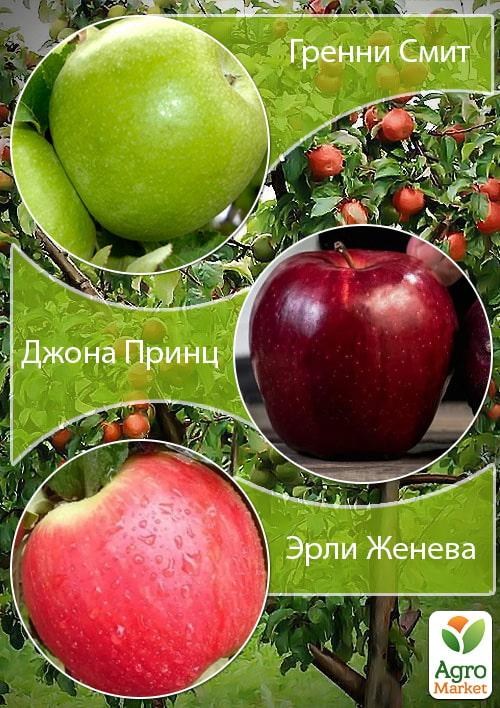 

Дерево-сад Яблоня Гренни Смит+Джона Принц+Эрли Женева